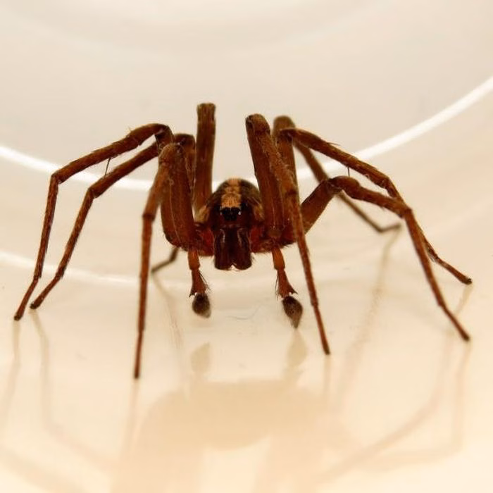 Ctenus captiosus, một trong những loài nhện mặt đất mới được phát hiện, minh chứng cho đa dạng sinh học tại đây. (Ảnh: iNaturalist)