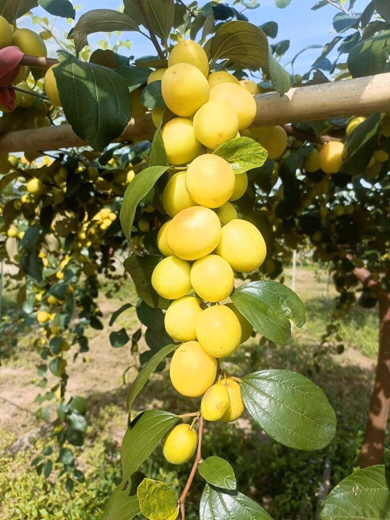 Táo đào vàng cung cấp nguồn vitamin và khoáng chất thiết yếu cho cơ thể