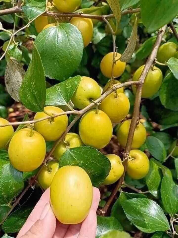 Táo đào vàng gây ấn tượng bởi màu sắc rực rỡ và hương vị thanh tao